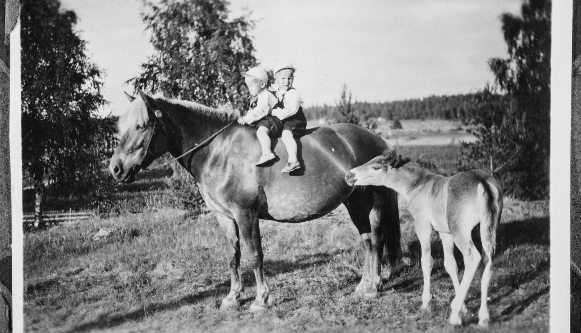 Kuva 4. Kaksi orpopoikaa hevosen selässä evakkokesänä Viipurin läänin Pyhäjärvellä. Lasten elämään iloa toivat esimerkiksi sisarus- ja toverisuhteet, luonto sekä kotieläimet. Kuvaaja tuntematon. Museovirasto: Kansatieteen kuvakokoelma.